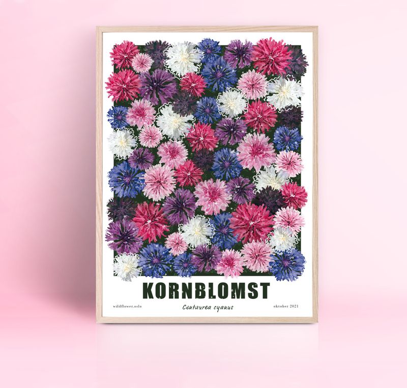 Kornblomst 
