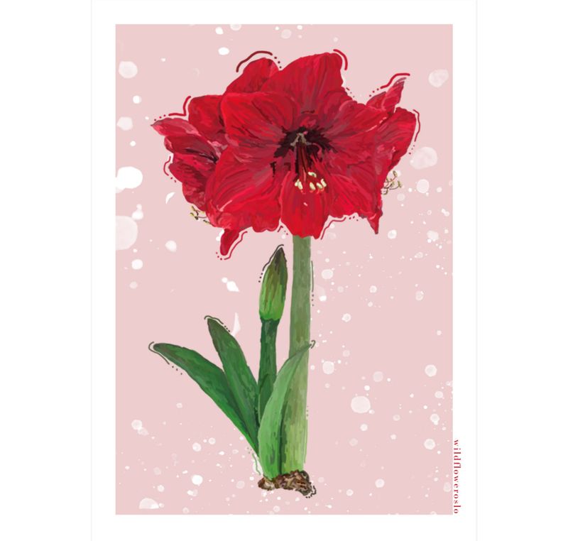 Amaryllis A6 